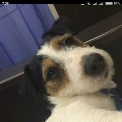 Подробнее об объявлении «Пропала собака кобель Электросталь» Фото: пропала собака Джек рассел терьер «Пропала собака кобель Электросталь» в г. Электросталь