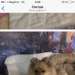 Подробнее об объявлении «Одинцово Пропала собака помогите найти ребенка» Фото: пропала собака Немецкий шпиц «Одинцово Пропала собака помогите найти ребенка» в г. Одинцово