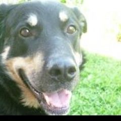 Подробнее об объявлении «Пропала собака кобель Санкт-Петербург» Фото: пропала собака Ротвейлер «Пропала собака кобель Санкт-Петербург» в г. Санкт-Петербург