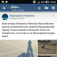 Подробнее об объявлении «Пропала собака кобель Пушкино» Фото: пропала собака Йоркширский терьер «Пропала собака кобель Пушкино» в г. Пушкино