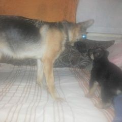 Подробнее об объявлении «Пропала собака немецкая овчарка Улан-Удэ» Фото: пропала собака Немецкая овчарка «Пропала собака немецкая овчарка Улан-Удэ» в г. Улан-Удэ