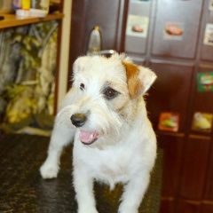 Подробнее об объявлении «Пропала собака Санкт-Петербург» Фото: пропала собака Джек рассел терьер «Пропала собака Санкт-Петербург» в г. Санкт-Петербург