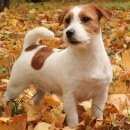 Подробнее об объявлении «Воронеж Пропала собака за находку большое вознаграждение» Фото: пропала собака Джек рассел терьер «Воронеж Пропала собака за находку большое...» в г. Воронеж