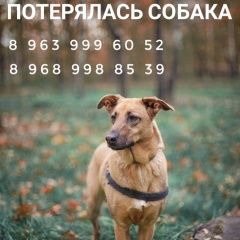 Подробнее об объявлении «Пропала собака текстильщики, девочка Москва» Фото: пропала собака  «Пропала собака текстильщики, девочка Москва» в г. Москва