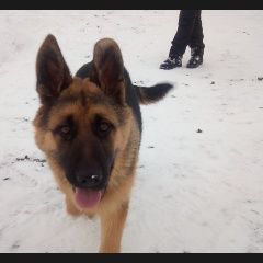 Подробнее об объявлении «Пропала собака кобель Красный Сулин» Фото: пропала собака Немецкая овчарка «Пропала собака кобель Красный Сулин» в г. Красный Сулин