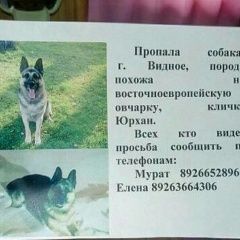 Подробнее об объявлении «Пропала собака кобель   Видное» Фото: пропала собака Восточно-европейская овчарка «Пропала собака кобель   Видное» в г. Видное