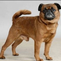 Подробнее об объявлении «Пропала собака кобель на пес Нижний Новгород» Фото: пропала собака Пти-брабансон «Пропала собака кобель на пес Нижний Новгород» в г. Нижний Новгород