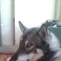 Подробнее об объявлении «Пропала собака кобель Нижний Новгород» Фото: пропала собака Западно-сибирская лайка «Пропала собака кобель Нижний Новгород» в г. Нижний Новгород