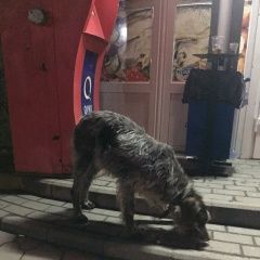 Подробнее об объявлении «Батайск Пропала собака дратхаар девочка» Фото: пропала собака Дратхаар «Батайск Пропала собака дратхаар девочка» в г. Батайск