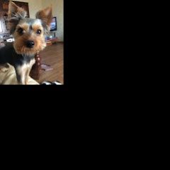 Подробнее об объявлении «Анапа Пропала собака» Фото: пропала собака Йоркширский терьер «Анапа Пропала собака» в г. Анапа
