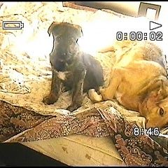 Подробнее об объявлении «Пропала собака кобель малышечка Нижний Новгород» Фото: пропала собака  «Пропала собака кобель малышечка Нижний Новгород» в г. Нижний Новгород