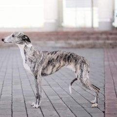 Подробнее об объявлении «Пропала собака, истра, котерево Москва» Фото: пропала собака Уиппет «Пропала собака, истра, котерево Москва» в г. Москва