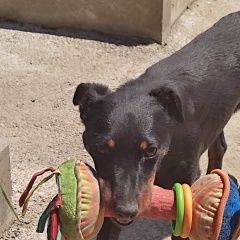 Подробнее об объявлении «Пропала собака Апшеронск» Фото: пропала собака Ягд-терьер «Пропала собака Апшеронск» в г. Апшеронск