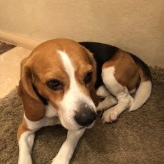 Подробнее об объявлении «Пропала собака кобель бигль мо, спб Санкт-Петербург» Фото: пропала собака Бигль «Пропала собака кобель бигль мо, спб...» в г. Санкт-Петербург