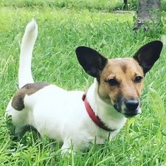 Подробнее об объявлении «Идрица Пропала собака кобель внимание» Фото: пропала собака Джек рассел терьер «Идрица Пропала собака кобель внимание» в г. Идрица