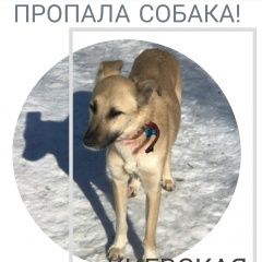 Подробнее об объявлении «Пропала собака бежевая дворняга Москва» Фото: пропала собака  «Пропала собака бежевая дворняга Москва» в г. Москва
