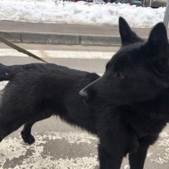 Подробнее об объявлении «Пропала собака кобель черный песик Чехов» Фото: пропала собака  «Пропала собака кобель черный песик Чехов» в г. Чехов
