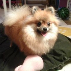 Подробнее об объявлении «Пропала собака Санкт-Петербург» Фото: пропала собака Немецкий шпиц «Пропала собака Санкт-Петербург» в г. Санкт-Петербург