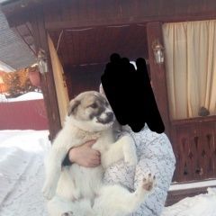 Подробнее об объявлении «Пропала собака кобель прошу помогите Ангарск» Фото: пропала собака  «Пропала собака кобель прошу помогите Ангарск» в г. Ангарск