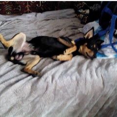 Подробнее об объявлении «Пропала собака кобель помогите найти Ангарск» Фото: пропала собака Карликовый пинчер «Пропала собака кобель помогите найти Ангарск» в г. Ангарск