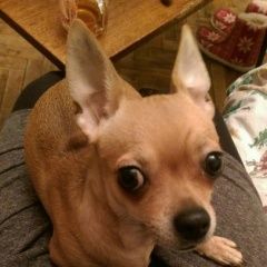 Подробнее об объявлении «Пропала собака чихуахуа Санкт-Петербург» Фото: пропала собака Чихуахуа «Пропала собака чихуахуа Санкт-Петербург» в г. Санкт-Петербург