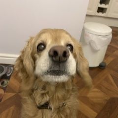 Подробнее об объявлении «Тюмень Пропала собака кобель» Фото: пропала собака Английский кокер-спаниель «Тюмень Пропала собака кобель» в г. Тюмень