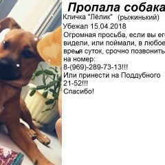 Подробнее об объявлении «Волгоград Пропала собака кобель маленький, очень скучаем» Фото: пропала собака  «Волгоград Пропала собака кобель маленький,...» в г. Волгоград