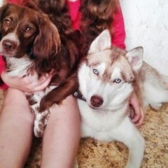 Подробнее об объявлении «Подольск Пропала собака кобель» Фото: пропала собака  «Подольск Пропала собака кобель» в г. Подольск