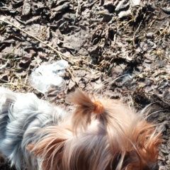 Подробнее об объявлении «Пропала собака йоркширский терьер Санкт-Петербург» Фото: пропала собака Йоркширский терьер «Пропала собака йоркширский терьер Санкт-Петербург» в г. Санкт-Петербург