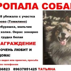 Подробнее об объявлении «Томилино Пропала собака кобель» Фото: пропала собака  «Томилино Пропала собака кобель» в г. Томилино