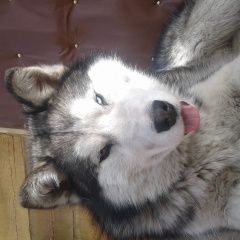 Подробнее об объявлении «Пропала собака кобель потерялась собака порода хаски Улан-Удэ» Фото: пропала собака Сибирская хаски «Пропала собака кобель потерялась собака порода...» в г. Улан-Удэ