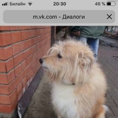 Подробнее об объявлении «Пропала собака кобель потерялась собака 16 апреля 2018г. Королев» Фото: пропала собака  «Пропала собака кобель потерялась собака 16...» в г. Королев