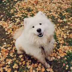 Подробнее об объявлении «Ижевск Пропала собака кобель самоед зевс.» Фото: пропала собака Самоедская лайка «Ижевск Пропала собака кобель самоед зевс.» в г. Ижевск