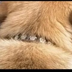 Подробнее об объявлении «Пропала собака помогите найти собаку Арзамас» Фото: пропала собака  «Пропала собака помогите найти собаку Арзамас» в г. Арзамас