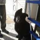 Подробнее об объявлении «Анапа Пропала собака кобель» Фото: пропала собака Немецкая овчарка «Анапа Пропала собака кобель» в г. Анапа