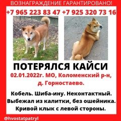 Подробнее об объявлении «Коломна Пропала собака кобель сиба-ину» Фото: пропала собака  «Коломна Пропала собака кобель сиба-ину» в г. Коломна