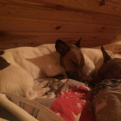 Подробнее об объявлении «Идрица Пропала собака кобель помогите пожалуйста» Фото: пропала собака Джек рассел терьер «Идрица Пропала собака кобель помогите пожалуйста» в г. Идрица