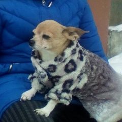 Подробнее об объявлении «Новая Усмань Пропала собака» Фото: пропала собака Чихуахуа «Новая Усмань Пропала собака» в г. Новая Усмань