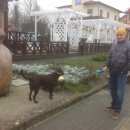 Подробнее об объявлении «Пропала собака помогите  Черняховск» Фото: пропала собака Лабрадор ретривер «Пропала собака помогите  Черняховск» в г. Черняховск