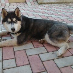 Подробнее об объявлении «Пропала собака кобель Дмитров» Фото: пропала собака Сибирская хаски «Пропала собака кобель Дмитров» в г. Дмитров