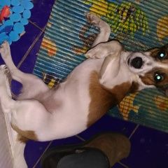 Подробнее об объявлении «Пропала собака Королев» Фото: пропала собака  «Пропала собака Королев» в г. Королев