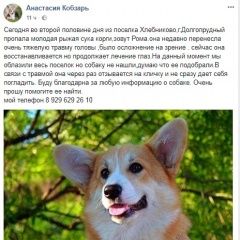 Подробнее об объявлении «Пропала собака Долгопрудный» Фото: пропала собака Вельш корги «Пропала собака Долгопрудный» в г. Долгопрудный