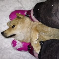 Подробнее об объявлении «Пропала собака продолжаем поиски нашей девочки   Электросталь» Фото: пропала собака  «Пропала собака продолжаем поиски нашей девочки...» в г. Электросталь