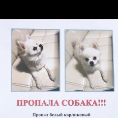 Подробнее об объявлении «Пропала собака Москва» Фото: пропала собака Померанский шпиц «Пропала собака Москва» в г. Москва