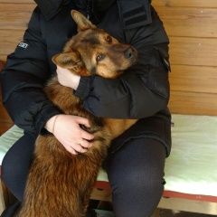 Подробнее об объявлении «Казань Пропала собака кобель» Фото: пропала собака  «Казань Пропала собака кобель» в г. Казань