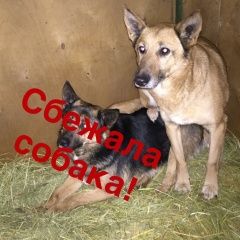Подробнее об объявлении «Пропала собака  останкино, марьина роща, рижскан Москва» Фото: пропала собака  «Пропала собака  останкино, марьина роща,...» в г. Москва