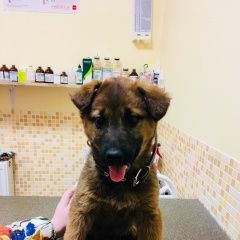 Подробнее об объявлении «Пропала собака щенок 3 мес Санкт-Петербург» Фото: пропала собака  «Пропала собака щенок 3 мес Санкт-Петербург» в г. Санкт-Петербург