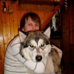 Подробнее об объявлении «Жуковский Пропала собака кобель» Фото: пропала собака Аляскинский маламут «Жуковский Пропала собака кобель» в г. Жуковский