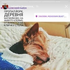Подробнее об объявлении «Одинцово Пропала собака» Фото: пропала собака Йоркширский терьер «Одинцово Пропала собака» в г. Одинцово