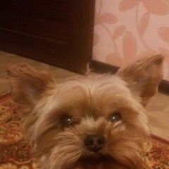 Подробнее об объявлении «Пропала собака кобель Щелково» Фото: пропала собака Йоркширский терьер «Пропала собака кобель Щелково» в г. Щелково